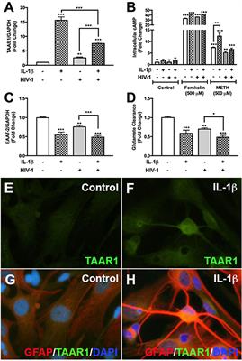 Methamphetamine Activates Trace Amine Associated Receptor 1 to Regulate Astrocyte Excitatory Amino Acid Transporter-2 via Differential CREB Phosphorylation During HIV-Associated Neurocognitive Disorders